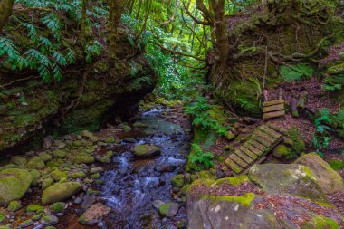 Sao Miguel, Azores, Portekiz yağmur ormanlarında yürüyüş yolu..