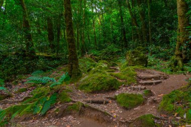Sao Miguel, Azores, Portekiz yağmur ormanlarında yürüyüş yolu..