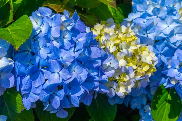 Portekiz 'deki Azores adalarındaki mavi ortanca çiçeğinin ayrıntıları.