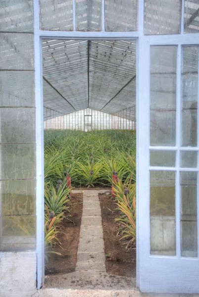 Pineapple Greenhouses Ponta Delgada Azores Portugal — ストック写真
