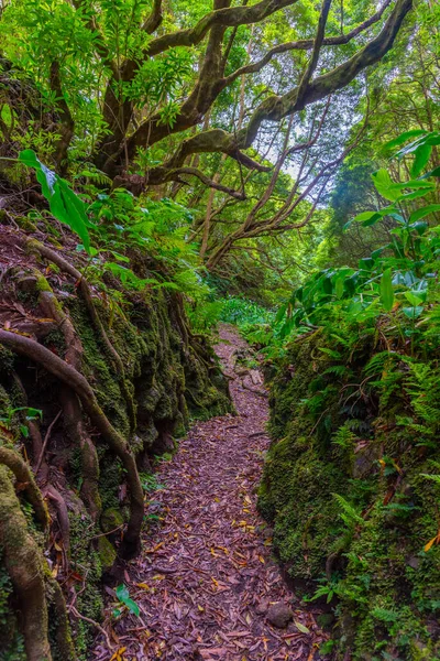Sao Miguel, Azores, Portekiz yağmur ormanlarında yürüyüş yolu..