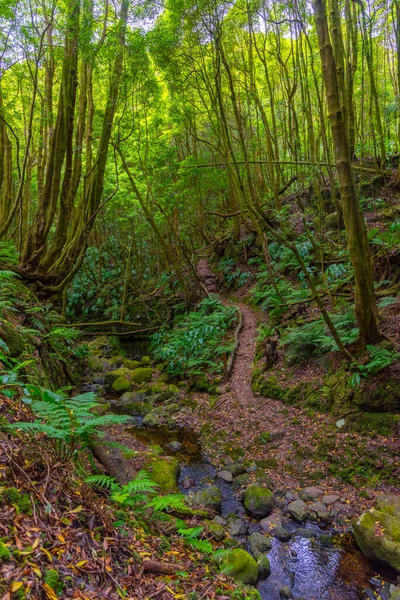 Διαδρομή Πεζοπορίας Τροπικό Δάσος Του Σάο Μιγκέλ Αζόρες Πορτογαλία — Φωτογραφία Αρχείου