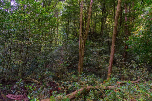 Hiking Trail Rainforest Sao Miguel Azores Portugal — ストック写真