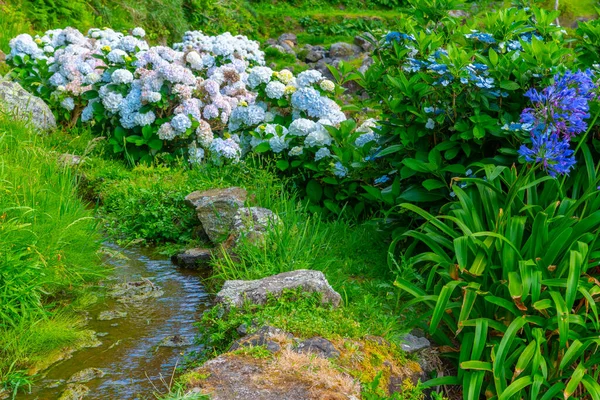 Portekiz 'deki Azores adalarındaki mavi ortanca çiçeğinin ayrıntıları.