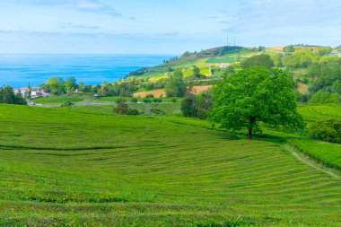 Portekiz 'deki Sao Miguel adasındaki Gorreana çay çiftliği..