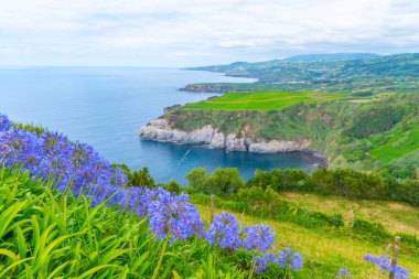 Portekiz 'deki Sao Miguel adasının ortanca çiçekleri ve kıyı şeridi.