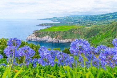 Portekiz 'deki Sao Miguel adasının ortanca çiçekleri ve kıyı şeridi.