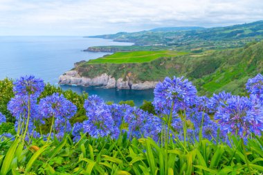 Portekiz 'deki Sao Miguel adasının ortanca çiçekleri ve kıyı şeridi.