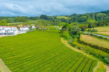 Portekiz 'deki Sao Miguel adasındaki Gorreana çay çiftliği..