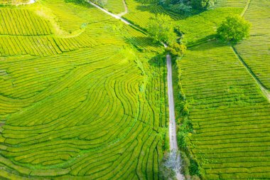 Portekiz 'deki Sao Miguel adasındaki Gorreana çay çiftliği..