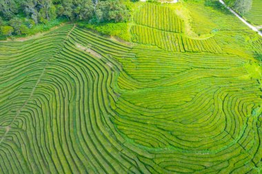 Portekiz 'deki Sao Miguel adasındaki Gorreana çay çiftliği..