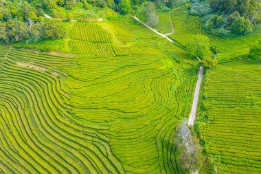 Portekiz 'deki Sao Miguel adasındaki Gorreana çay çiftliği..