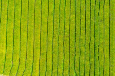 Portekiz 'deki Sao Miguel adasındaki Gorreana çay çiftliği..