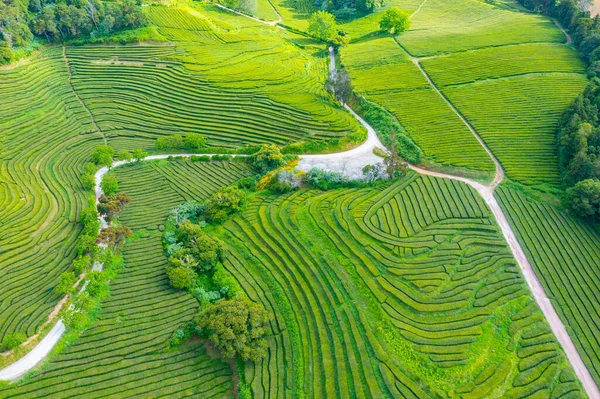 Portekiz 'deki Sao Miguel adasındaki Gorreana çay çiftliği..