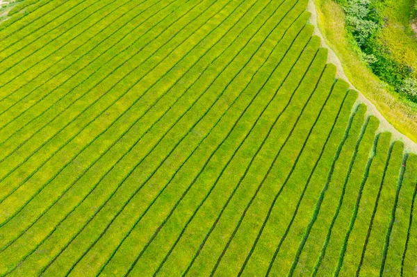 Gorreana Teeplantage Auf Der Insel Sao Miguel Portugal — Stockfoto