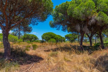 Portekiz 'deki Ria Formosa doğal parkının manzarası.