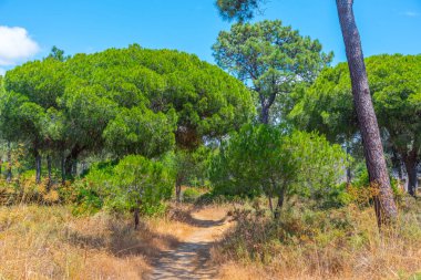Portekiz 'deki Ria Formosa doğal parkının manzarası.