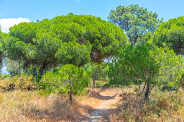 Portekiz 'deki Ria Formosa doğal parkının manzarası.