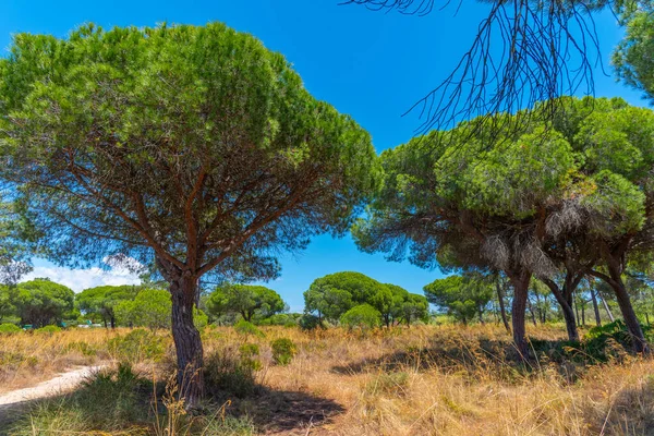 Landskap Naturparken Ria Formosa Portugal — Stockfoto