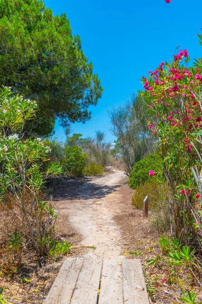 Portekiz 'deki Ria Formosa doğal parkının manzarası.