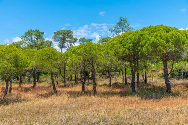 Portekiz 'deki Ria Formosa doğal parkının manzarası.