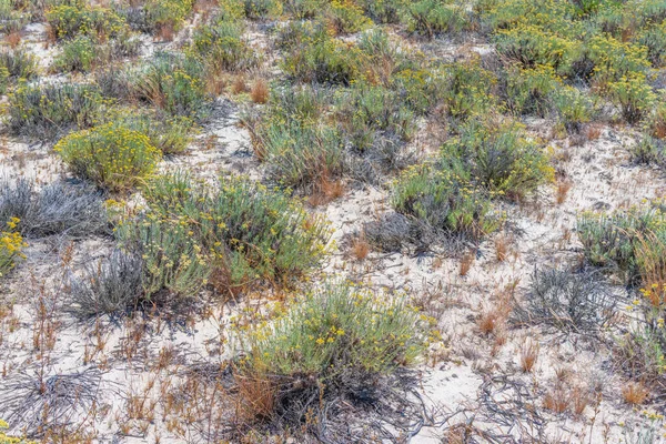 Portekiz 'deki Ria Formosa Ulusal Parkı' nın bataklıkları.