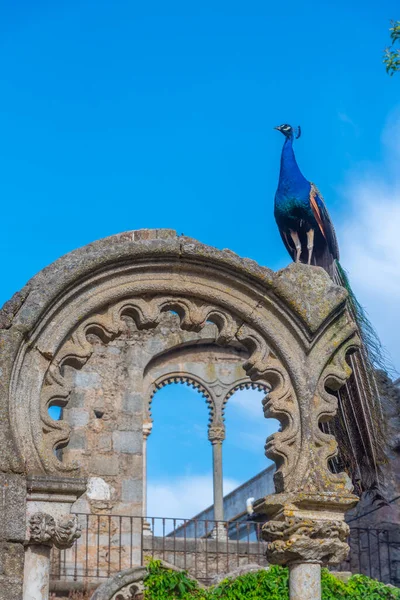 Pauw Zittend Ruïnes Portugese Stad Evora — Stockfoto