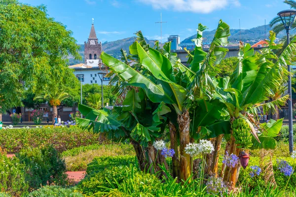 Nelson Mandela Park Den Portugisiska Staden Funchal — Stockfoto