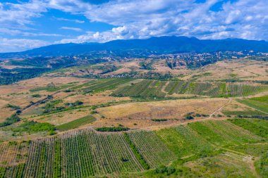 Bulgaristan 'ın Melnik yakınlarındaki bölgeye yayılan üzüm bağları