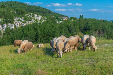 Bulgaristan 'ın Rodos dağlarında koyun otlatılıyor