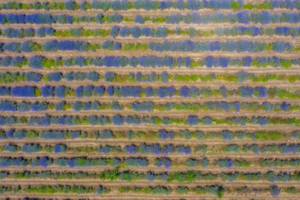 Luftaufnahme Von Lavendelfeldern Bulgarien — Stockfoto