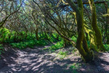 El Hierro 'daki yeşil orman, Kanarya adaları, İspanya.