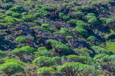 El Hierro 'daki Drago ağaçları, Kanarya adaları, İspanya.
