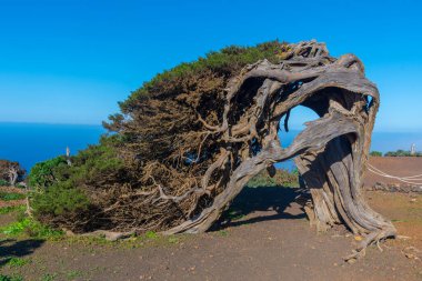 İspanya 'nın Kanarya Adaları El Hierro Adası' ndaki El Sabinar 'da rüzgâr, ardıç ağaçlarını büktü.