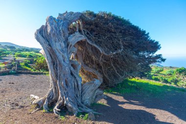 İspanya 'nın Kanarya Adaları El Hierro Adası' ndaki El Sabinar 'da rüzgâr, ardıç ağaçlarını büktü.