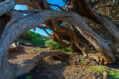 İspanya 'nın Kanarya Adaları El Hierro Adası' ndaki El Sabinar 'da rüzgâr, ardıç ağaçlarını büktü.