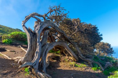 İspanya 'nın Kanarya Adaları El Hierro Adası' ndaki El Sabinar 'da rüzgâr, ardıç ağaçlarını büktü.