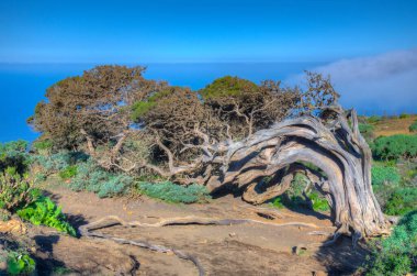 İspanya 'nın Kanarya Adaları El Hierro Adası' ndaki El Sabinar 'da rüzgâr, ardıç ağaçlarını büktü.