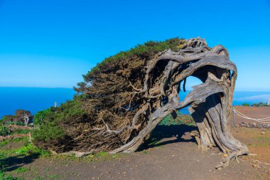 İspanya 'nın Kanarya Adaları El Hierro Adası' ndaki El Sabinar 'da rüzgâr, ardıç ağaçlarını büktü.
