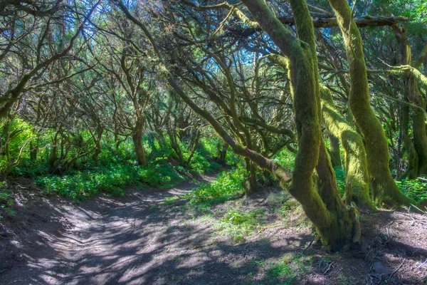 Green forest at El Hierro, Canary islands, Spain.