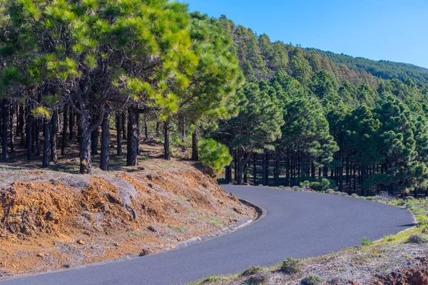 Route Passant Devant Une Forêt Verte Hierro Îles Canaries Espagne — Photo