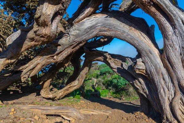 Vento Curvado Zimbro Árvores Sabinar Hierro Ilha Ilhas Canárias Espanha — Fotografia de Stock