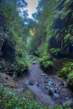La Palma 'daki Los Tilos yağmur ormanları, Kanarya adaları, İspanya.