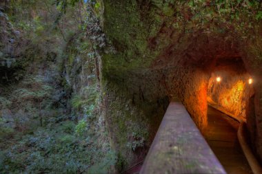 La Palma 'daki Los Tilos yağmur ormanları, Kanarya adaları, İspanya.