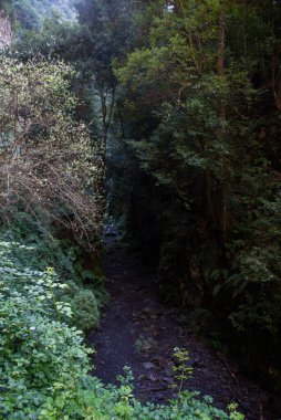 La Palma 'daki Los Tilos yağmur ormanları, Kanarya adaları, İspanya.