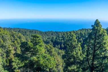 Caldera de Taburiente 'deki Çam Ormanı Ulusal Parkı La Palma, Kanarya Adaları, İspanya.