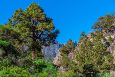 Barranco de Las Angustias Caldera de Taburiente, La Palma, Kanarya Adaları, İspanya.