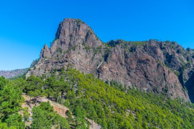İspanya 'daki La Palma, Kanarya Adaları' ndaki Caldera de Taburiente Ulusal Parkı 'nın yamaçlarındaki çam ormanı..
