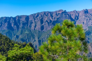 İspanya 'daki La Palma, Kanarya Adaları' ndaki Caldera de Taburiente Ulusal Parkı 'nın yamaçlarındaki çam ormanı..