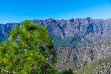 İspanya 'daki La Palma, Kanarya Adaları' ndaki Caldera de Taburiente Ulusal Parkı 'nın yamaçlarındaki çam ormanı..